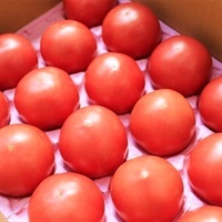 大玉トマトA級ギフト用 各種
